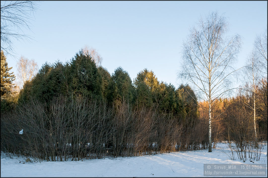 Бирюлёвский дендропарк, 15.01.2008