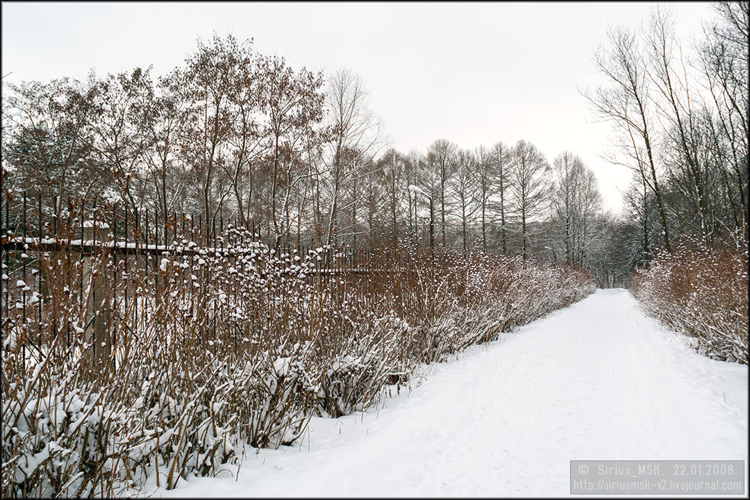 Бирюлёвский дендропарк, 22.01.2008