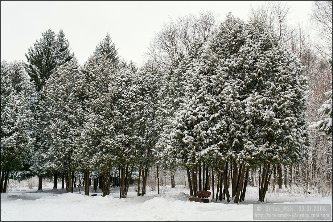 Бирюлёвский дендропарк, 22.01.2008