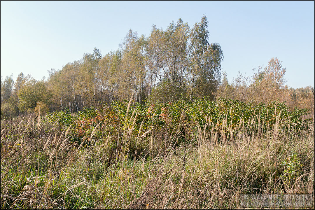 Бирюлёвский лесопарк, 12.10.2024