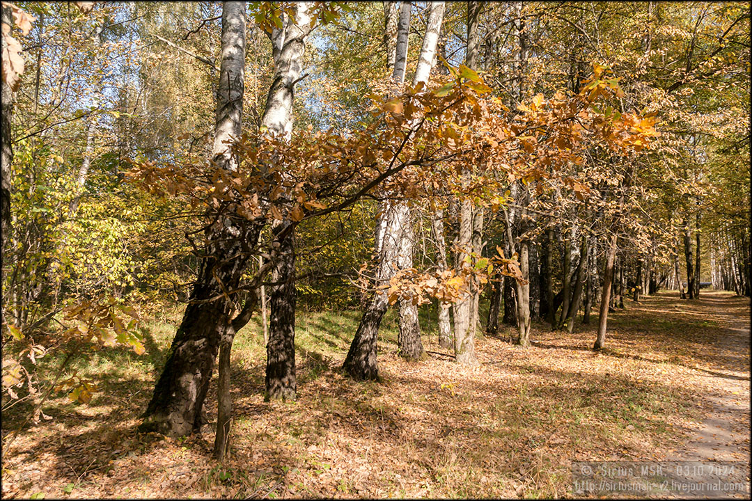 Бирюлёвский лесопарк, 03.10.2024