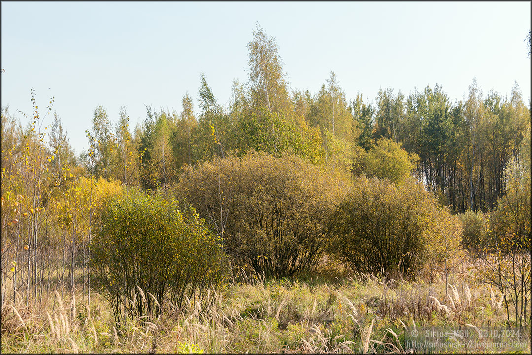 Бирюлёвский лесопарк, 03.10.2024