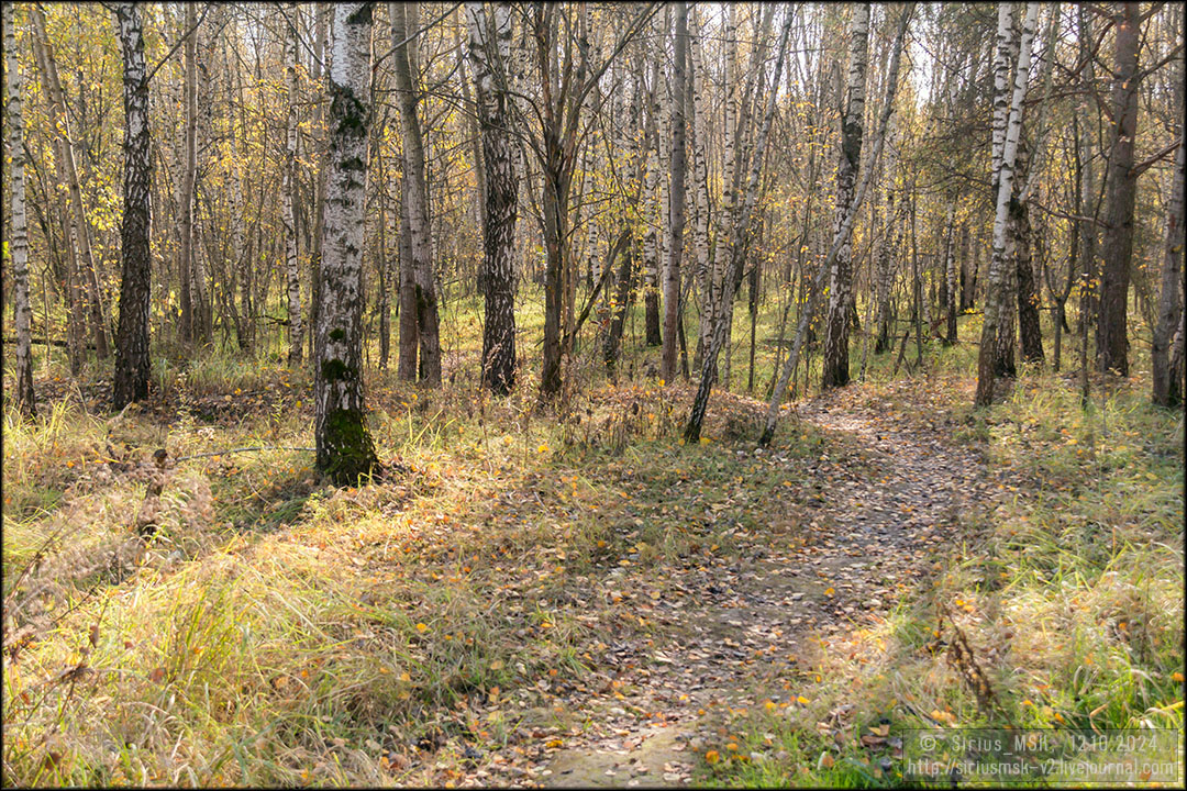 Бирюлёвский лесопарк, 12.10.2024