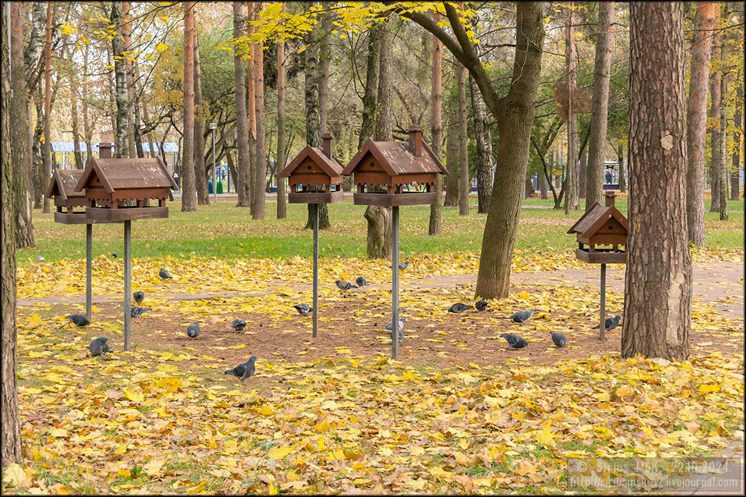 Парк «Сосенки» (по Бакинской улице), 22.10.2024