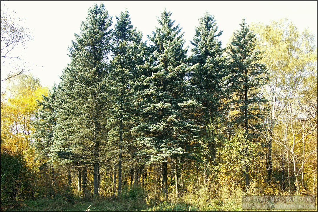 © 09.10.2025, Sirius_MSK Бирюлёвский дендропарк, 09.10.2025