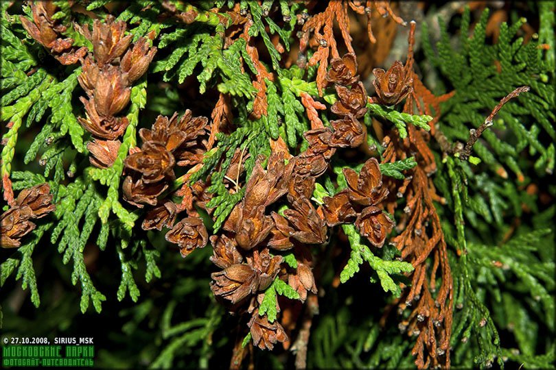 Цветущие туи. Шишки туи Брабант. Туя Западная columna. Thuja occidentalis шишки. Туя Западная шишечки.